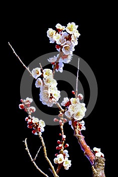 Peach blossoms on the black background
