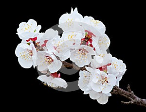 Peach blossoms on the black background