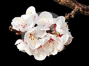 Peach blossoms on the black background