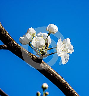 Peach blossoms blooming in spring