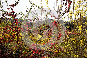 Peach blossoms and bright yellow flowers of Forsythia at Hanamiyama Park,Fukushima,Tohoku,Japan.