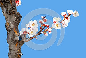 Peach blossoms on the cerulean background photo