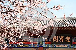 Peach blossoms in a Chinese garden