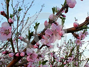 Peach blossoms close-up
