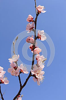 Peach blossoms flower