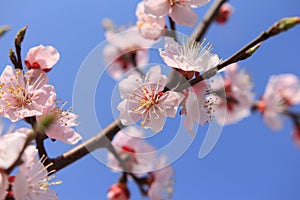 Peach blossoms flower