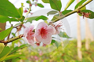 Peach blossoms in the greenhouse