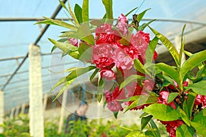 Peach blossoms in the greenhouse