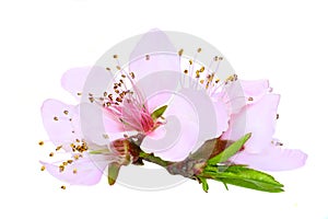 Peach blossoms isolated on white background