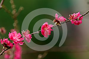 Peach blossoms in Moc Chau, Vietnam in early Spring