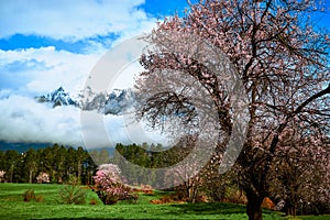 The peach blossoms in morning