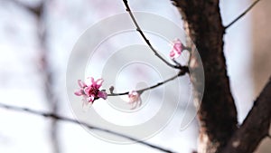 Peach blossoms open 4K