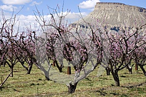 Peach Blossoms on Orchard Mesa