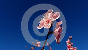 Peach blossoms pink flowers against deep blue sky