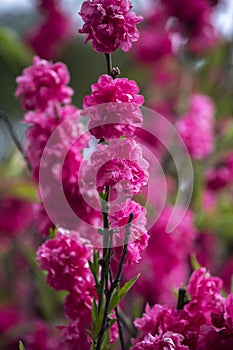 Peach blossoms on the shore of the lake