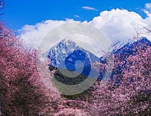 The peach blossoms are in the snow mountain