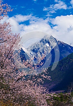 The peach blossoms are in the snow mountain