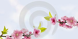 Peach Blossoms with space for your texts