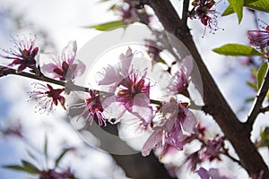 Peach Blossoms on a Sunny Spring Day