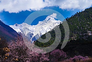 The peach blossoms under the snow mountain