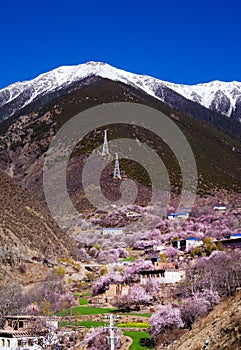 Peach blossoms in the valley