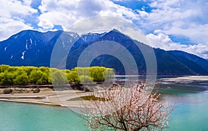 The peach blossoms in the Yarlung Zangbo riverside