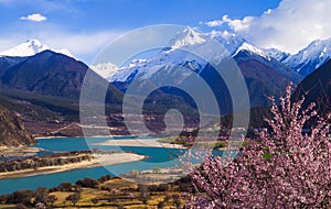 The peach blossoms in the Yarlung Zangbo riverside