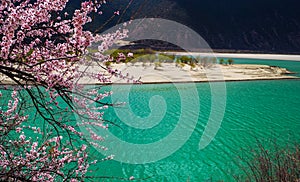 The peach blossoms in the Yarlung Zangbo riverside