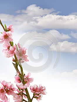 Peach branch with flowers