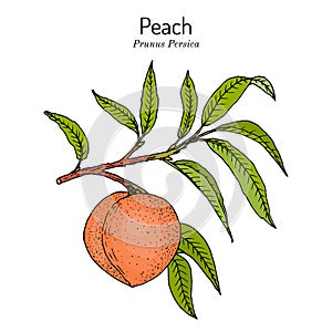 Peach branch Prunus persica , edible juicy fruit