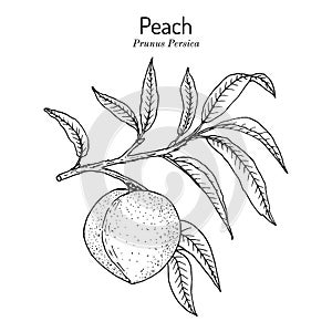 Peach branch Prunus persica , edible juicy fruit