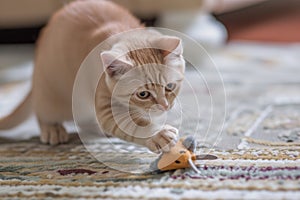peach cat pouncing on a toy mouse
