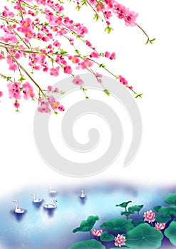 Peach or Cherry blossom Background in spring time