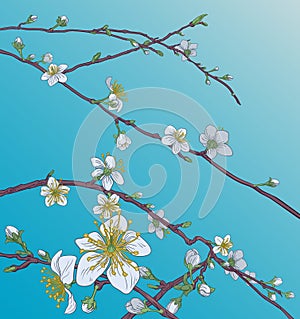 Peach Cherry Blossom Flowers Background Pattern