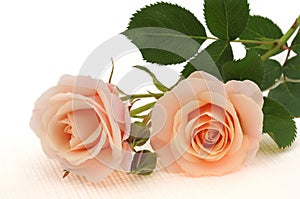 Peach color rose isolated on white