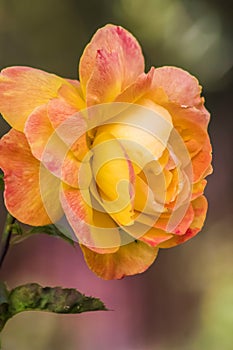 A peach color Tea Rose photo