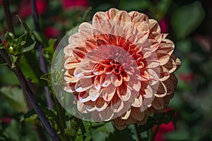 A peach colored dahlia with red speckling