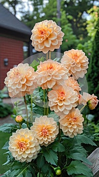 Peach colored dahlias blooming in a wooden planter box photo