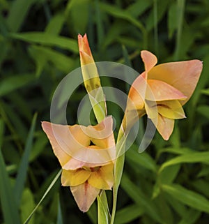 Peach Colored Lily Morning Bloom
