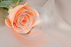 Peach Colored Rose on Beige Satin Background