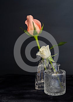 Peach colored rose bud in petite glass vase.