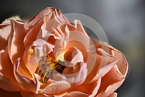 Peach Colored Rose Close Up