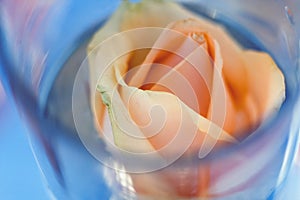 Peach-colored rose in a vase with water, close-up