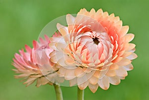 Peach colored Strawflowers