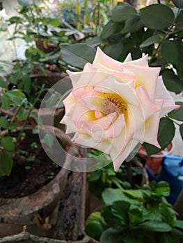 Peach Colors Rose flowers with dark  green small leaves.