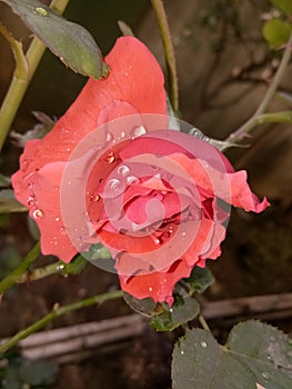 Peach colour rose with water droplets