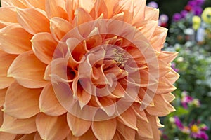 Peach Coloured Christie Leader Dahlia in the Garden