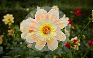 Peach and cream dahlia `april heather` in flower