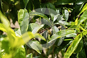 Peach cultivation. A newly ripening peach fruit on the tree