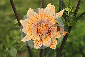 Peach Dahlia shown partially bloomed